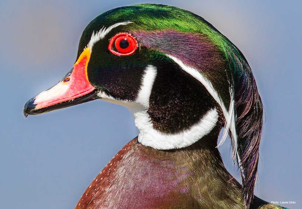 Wood Duck Drake Close Up