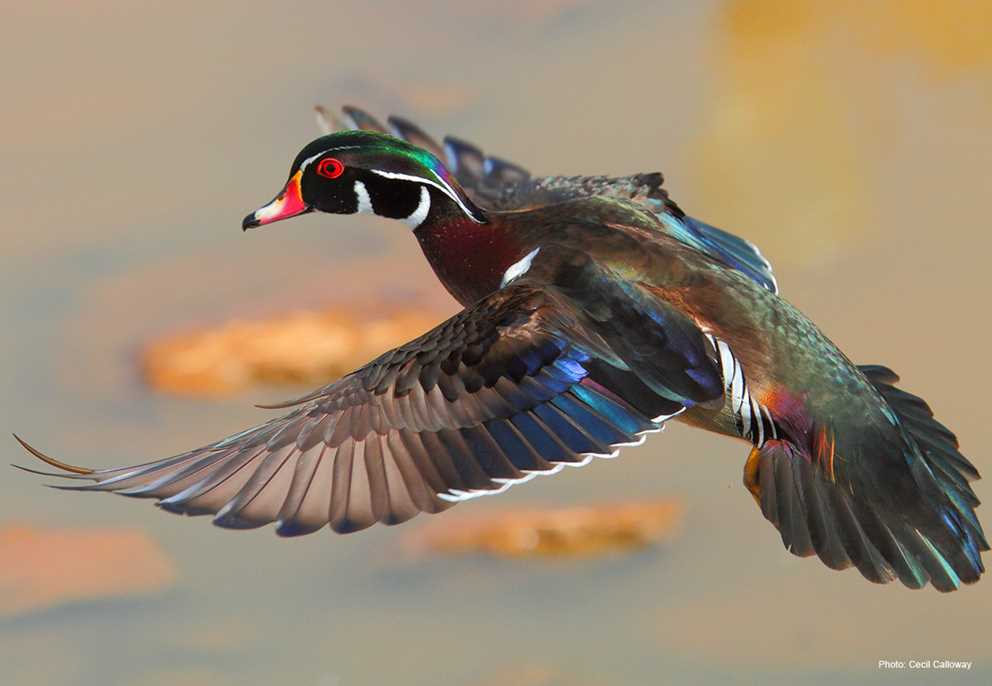 Wood Duck Drake Flying