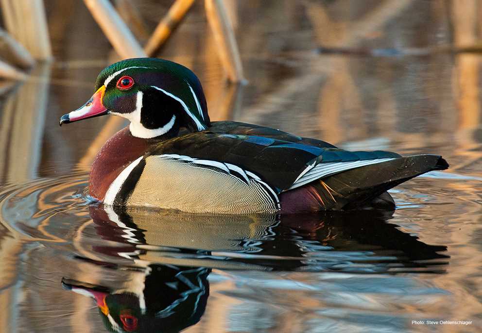 Wood Duck Drake Wading