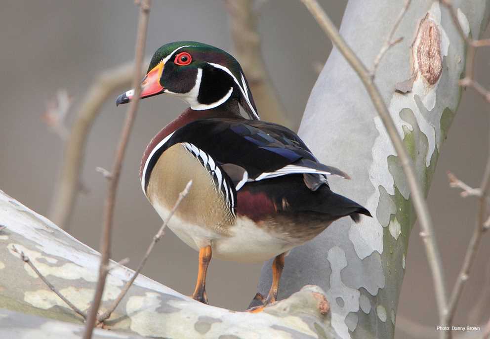 Wood Duck Drake in Sycamore