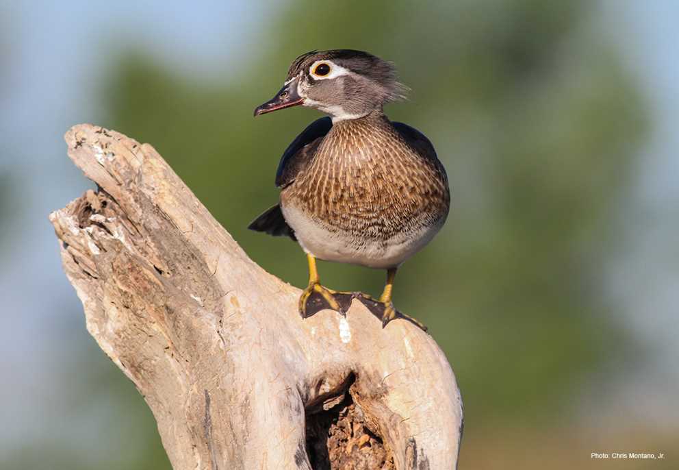 Wood Duck Hen on Log