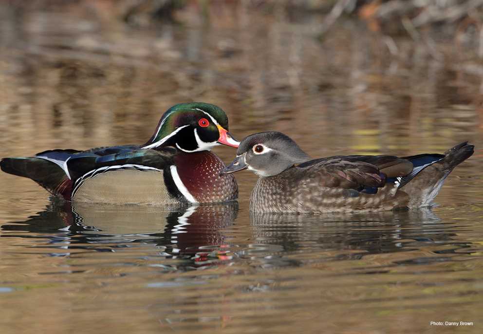 Wood Duck Pair Wading