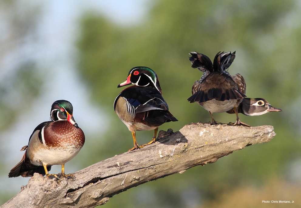 Wood Duck Pair and Spare