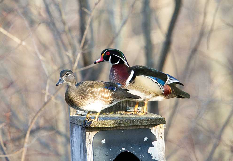 Wood Duck Pair on Nest Box