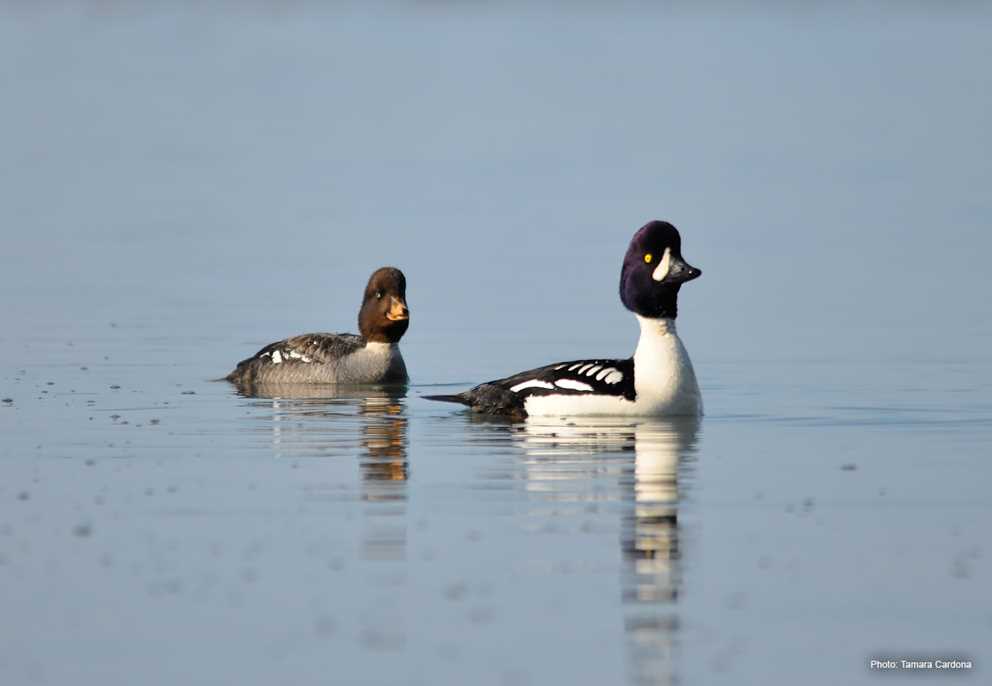 Barrows Goldeneye Pair Swimming