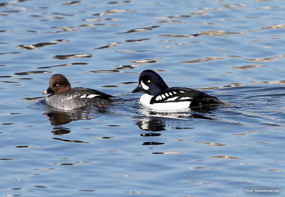 Barrows Goldeneye Pair Wading