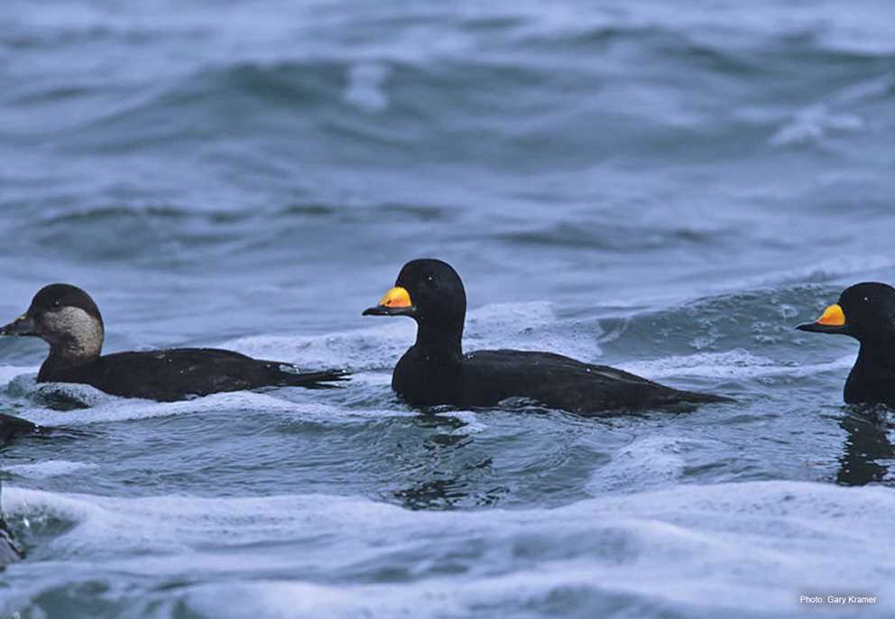 Black Scoter Pair and Spare