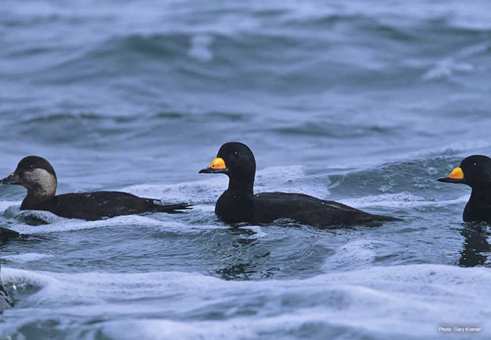 View the Black Scoter on Ducks Unlimited's Waterfowl ID