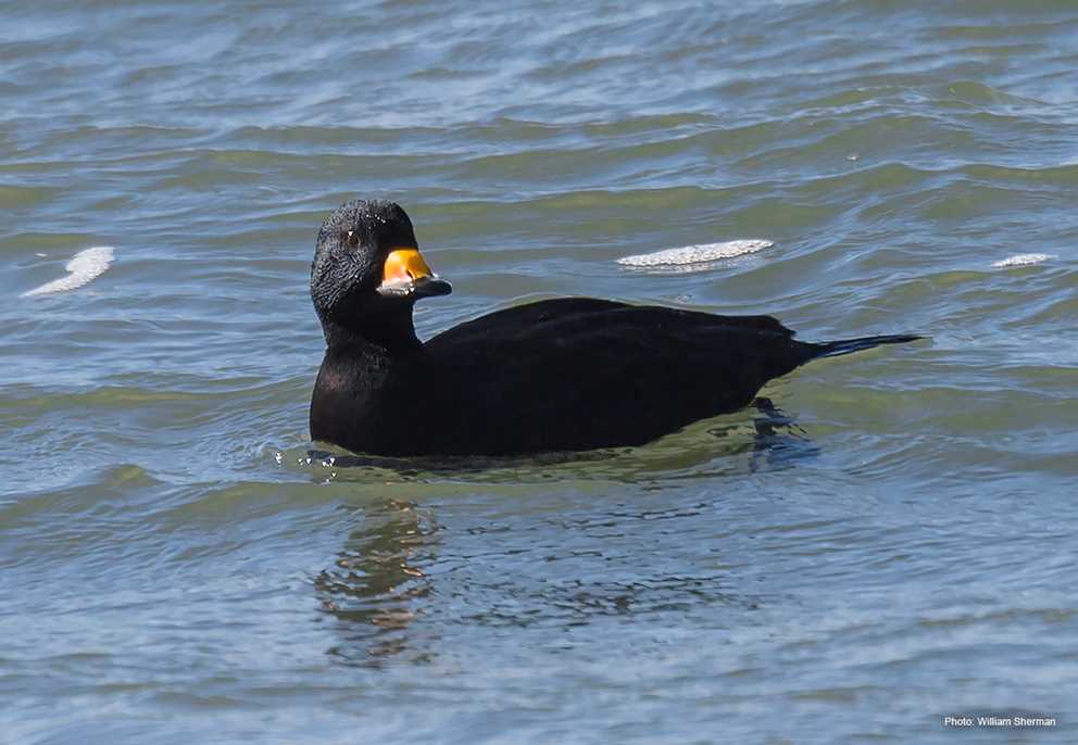 Black Scoter Wading