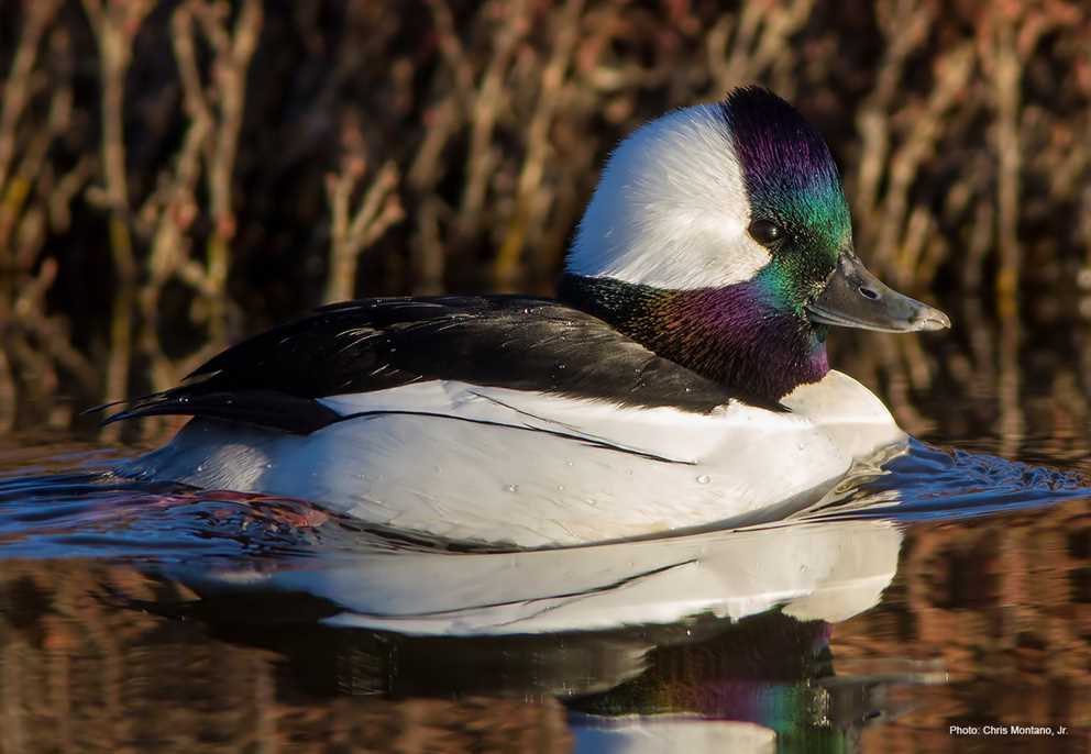 Bufflehead Drake Swimming Right