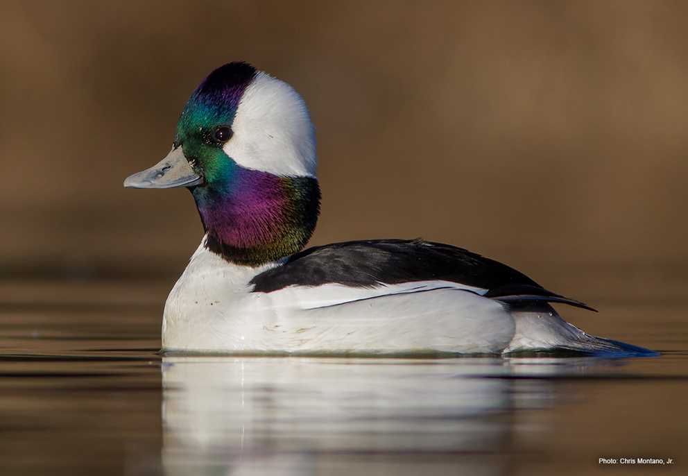 Bufflehead Drake Swimming