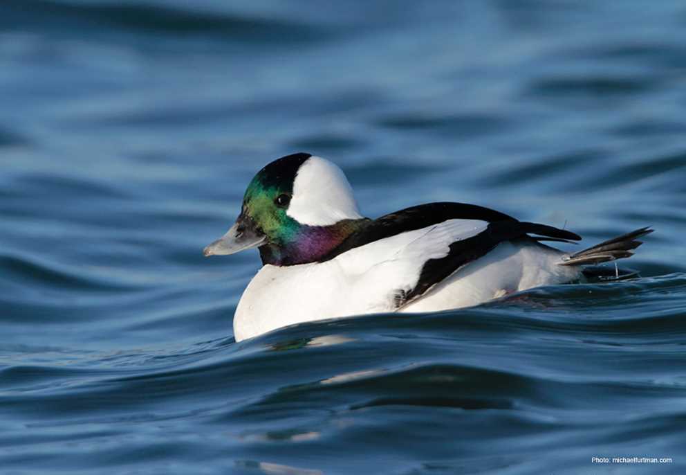 Bufflehead Drake Wading