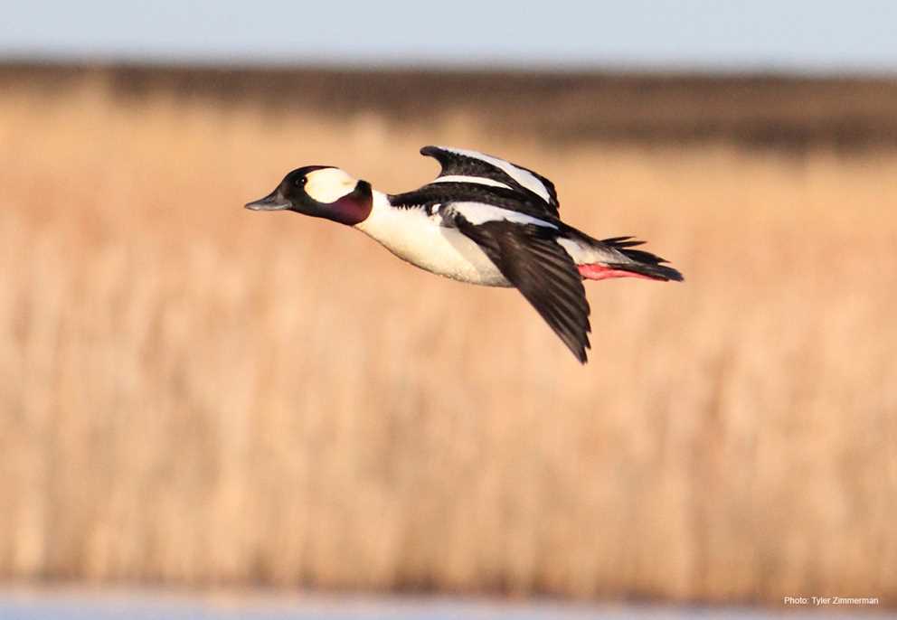 Bufflehead Drake in Flight