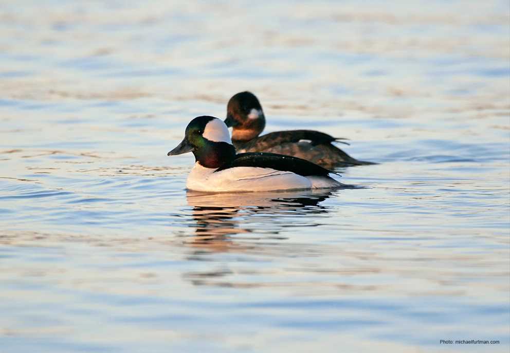 Bufflehead Pair Swimming Left