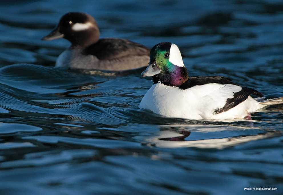 Bufflehead Pair Swimming