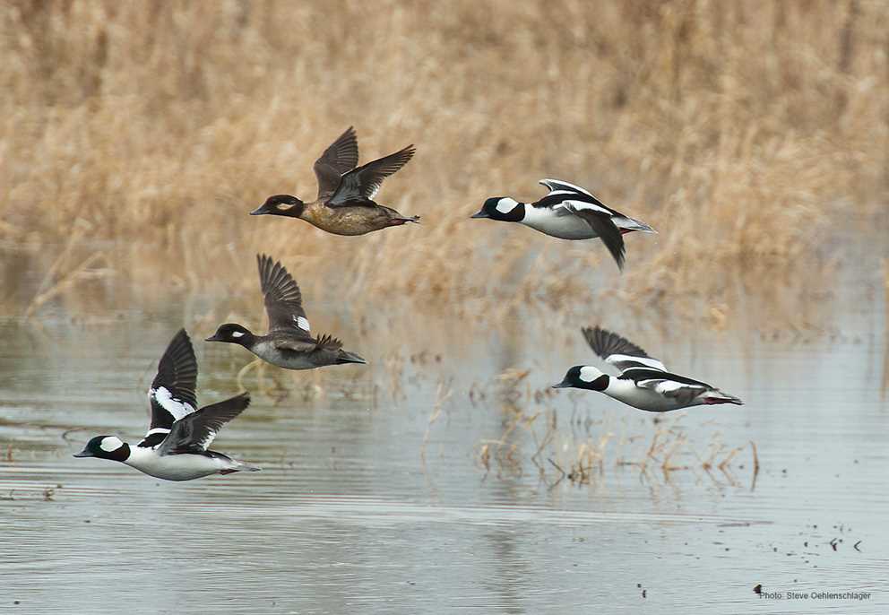 Buffleheads in Flight