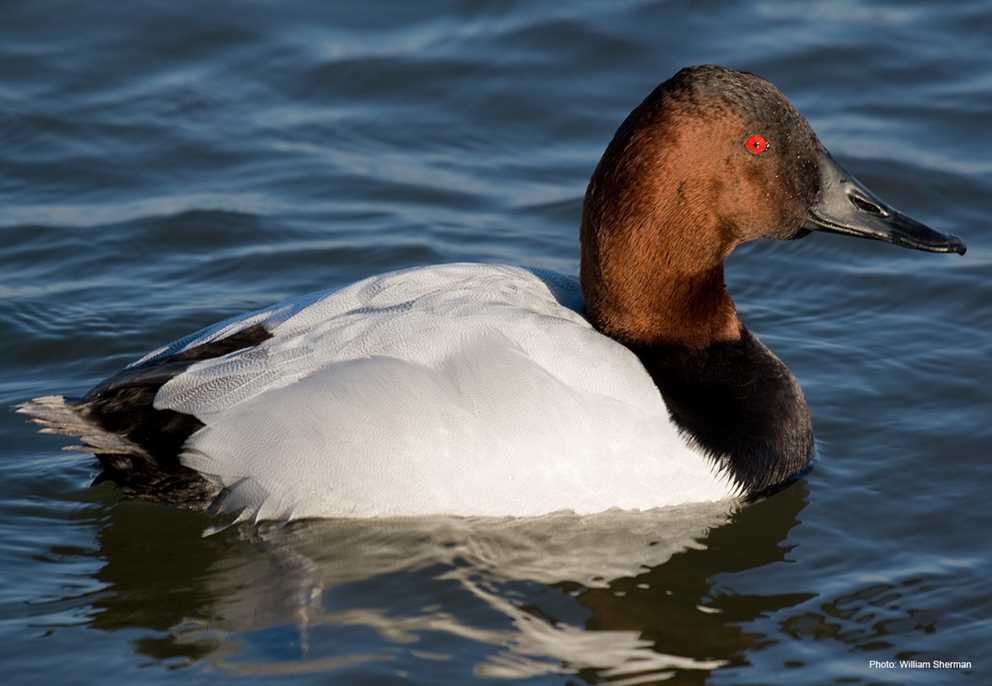 Canvasback Image