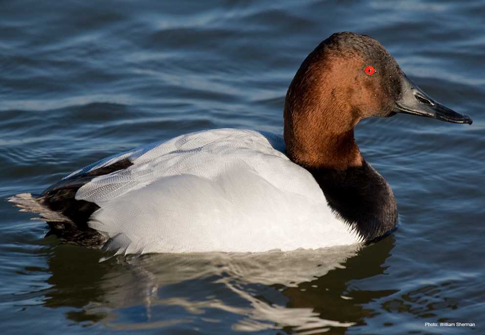 Canvasback drake