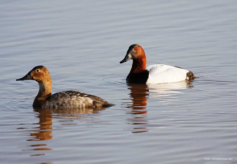 Canvasback pair swimming