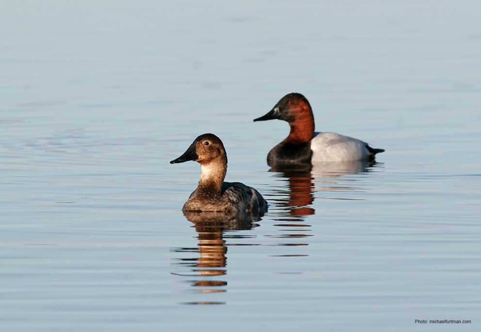 Canvasback pair