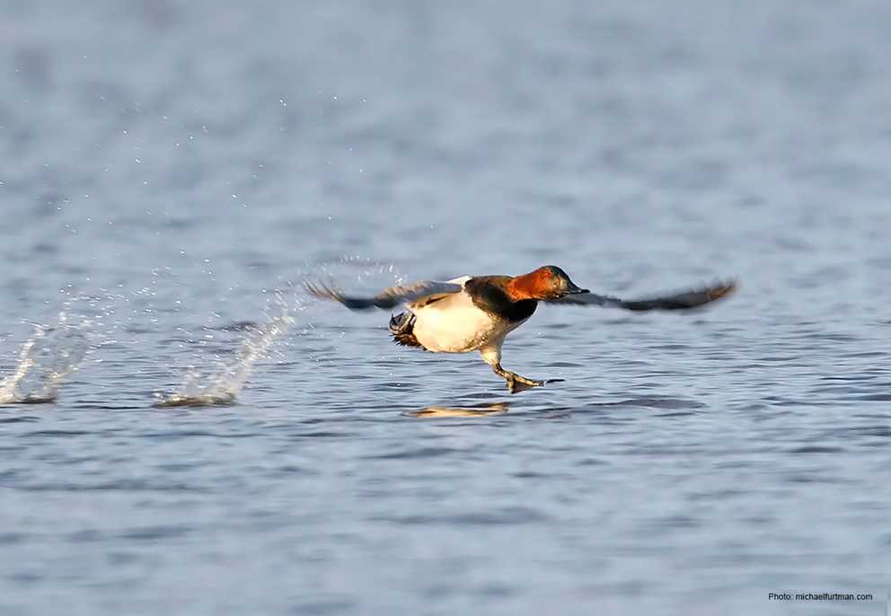Canvasback taking off
