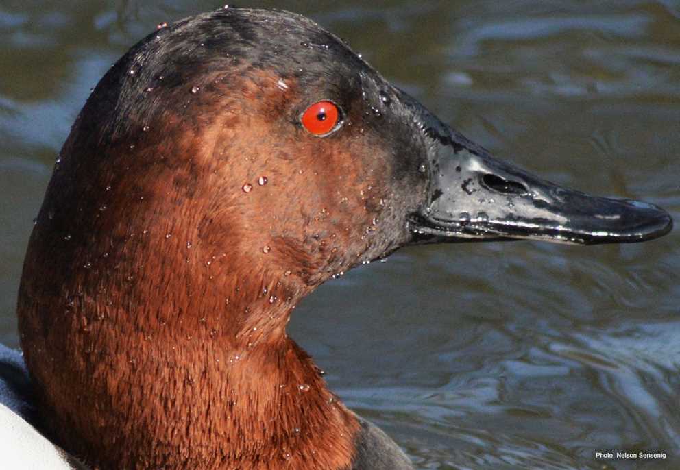 Drake Canvasback closeup