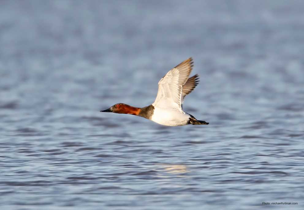 Drake Canvasback flying