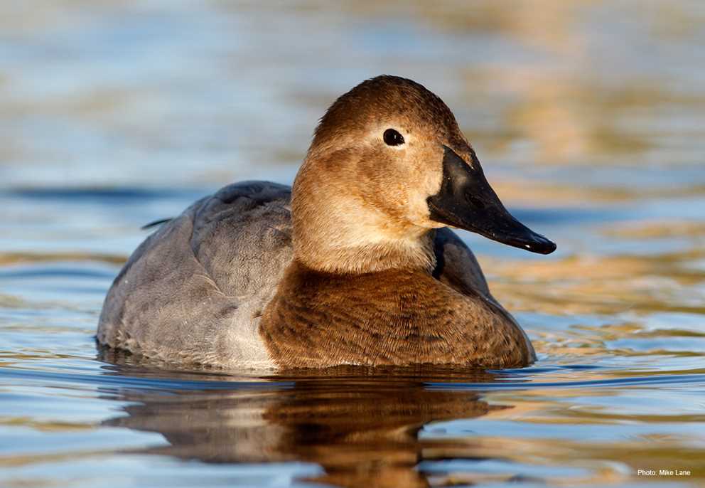 Female Canvasback