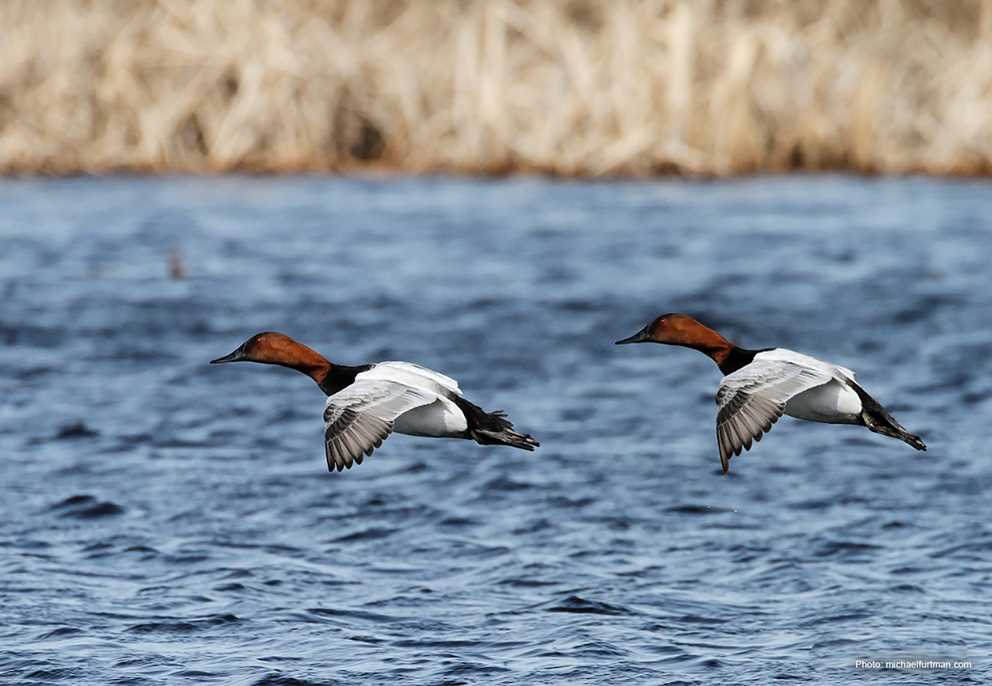 Two drake Canvasbacks landing