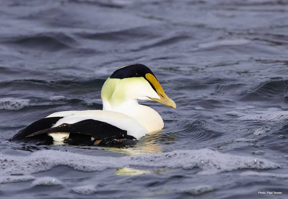 View the Common Eider on Ducks Unlimited's Waterfowl ID