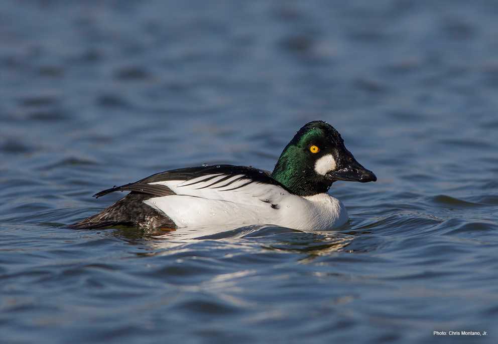 Common Goldeneye swimming