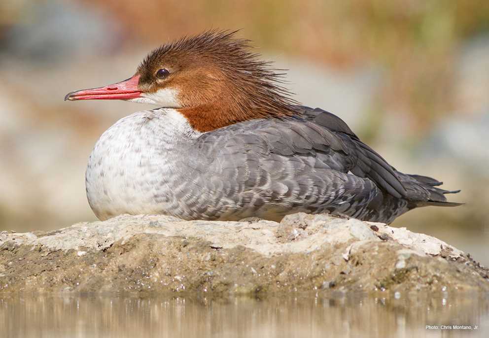 Common Merganser Image