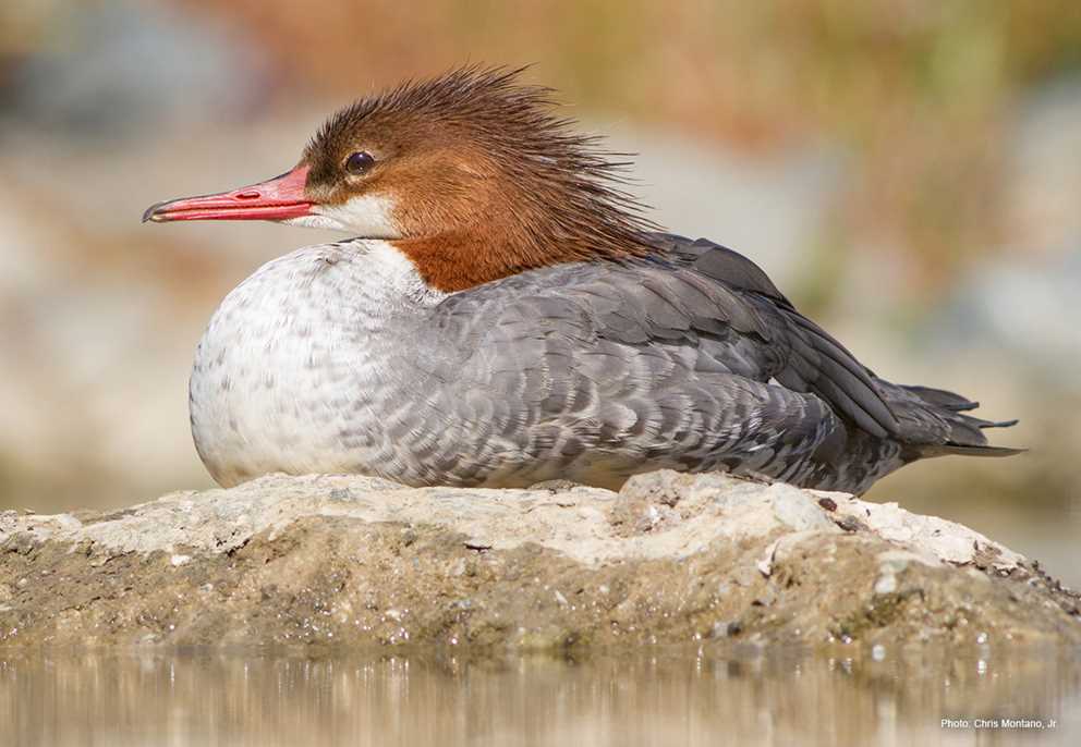 Common Merganser on rock