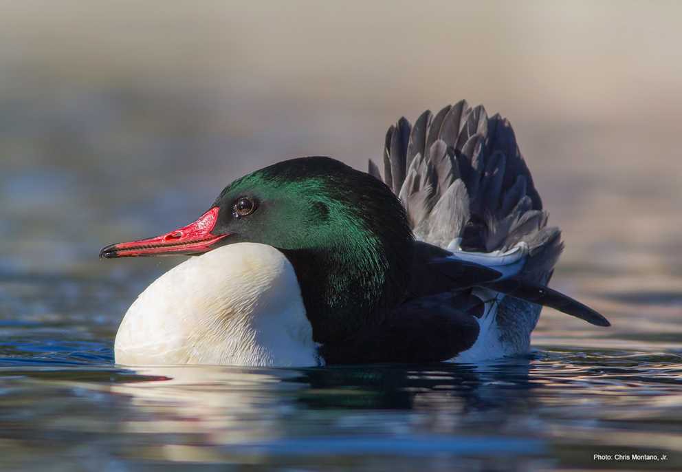 Drake Common Merganser swimming