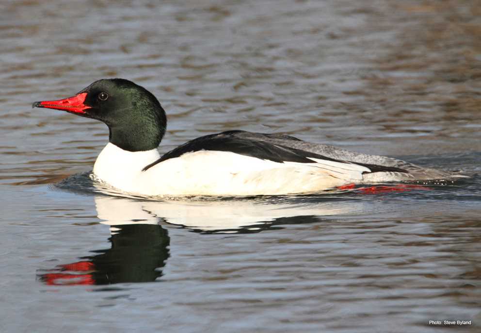 Drake Common Merganser