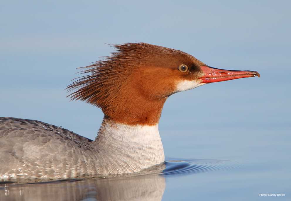 Hen Common Merganser