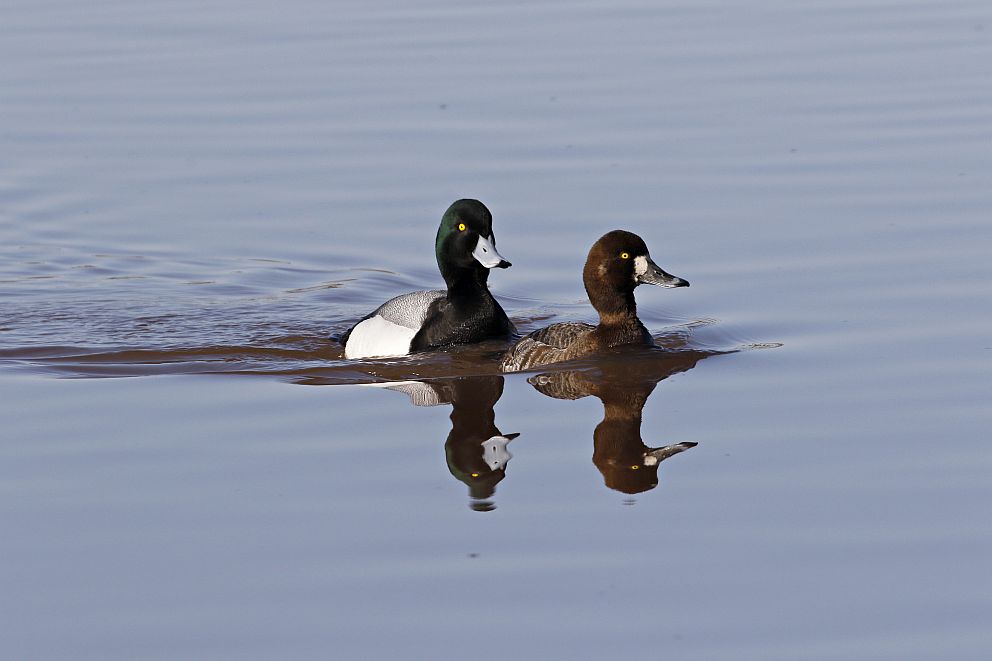 View the Greater Scaup on Ducks Unlimited's Waterfowl ID