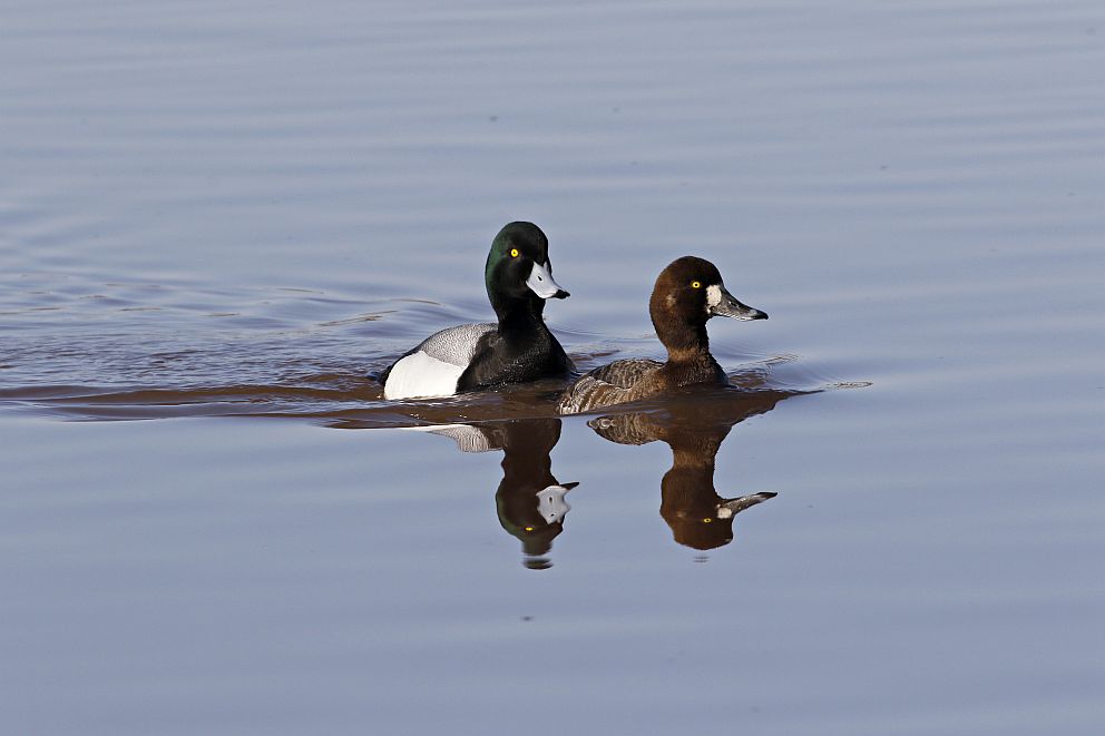 Greater Scaup (Aythya marila) pair.