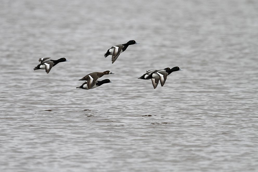 Greater Scaup flock