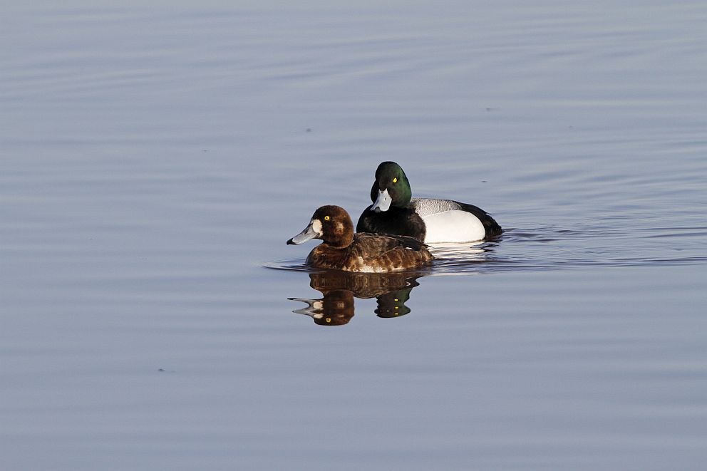 Greater Scaup (Aythya marila) pair.