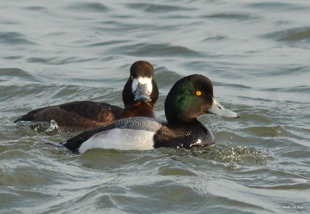 Greater Scaup pair