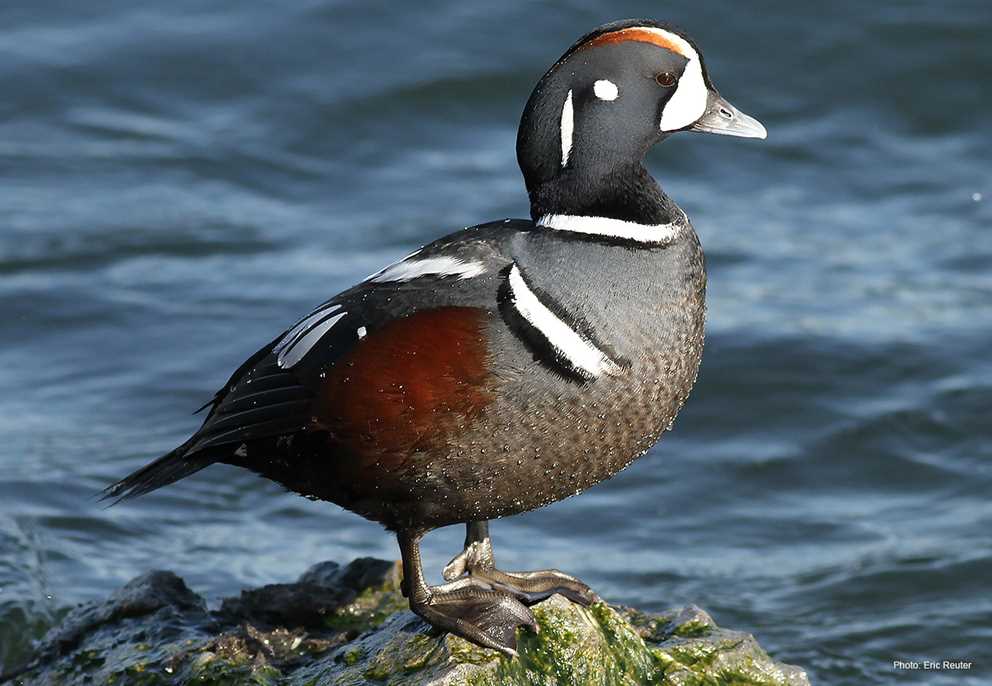 Harlequin Duck drake on rock