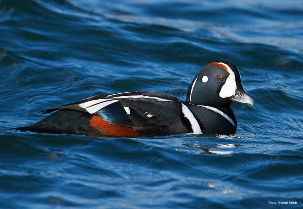 View the Harlequin Duck on Ducks Unlimited's Waterfowl ID