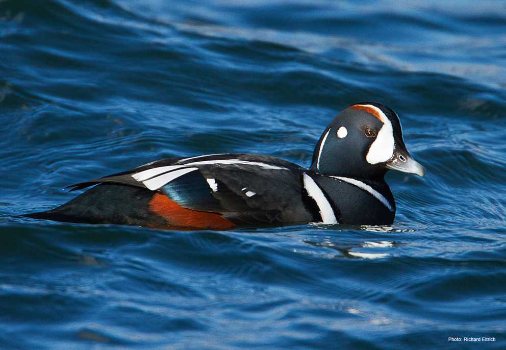 Harlequin Duck drake