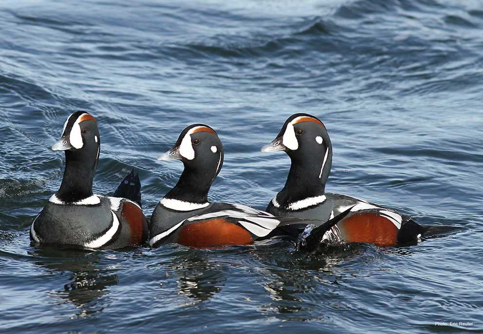 Harlequin Duck drakes