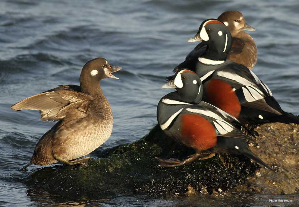 Harlequin Duck flock