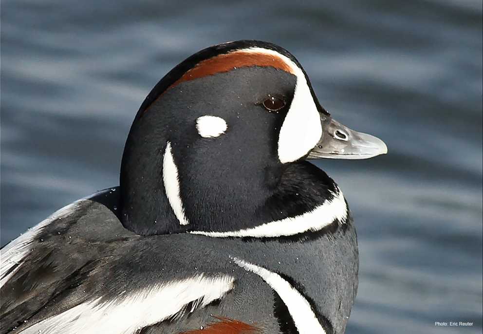 Harlequin Duck headshot