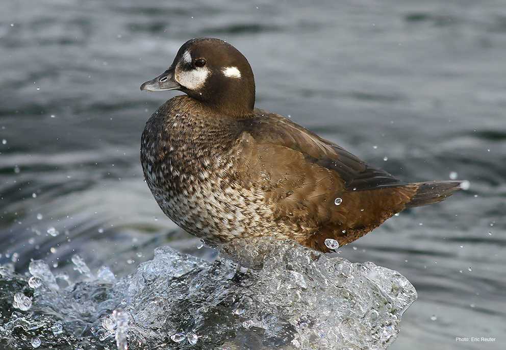 Harlequin Duck hen-type