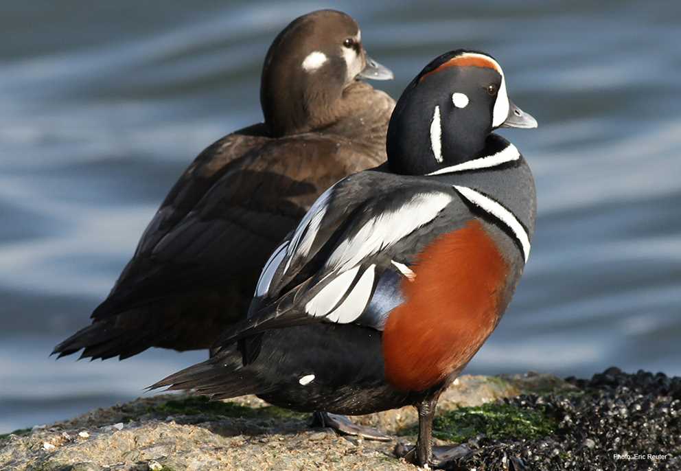 Harlequin Duck pair