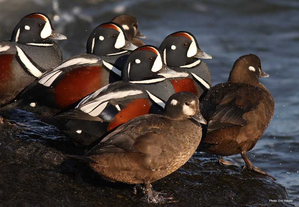Harlequin Ducks on rock